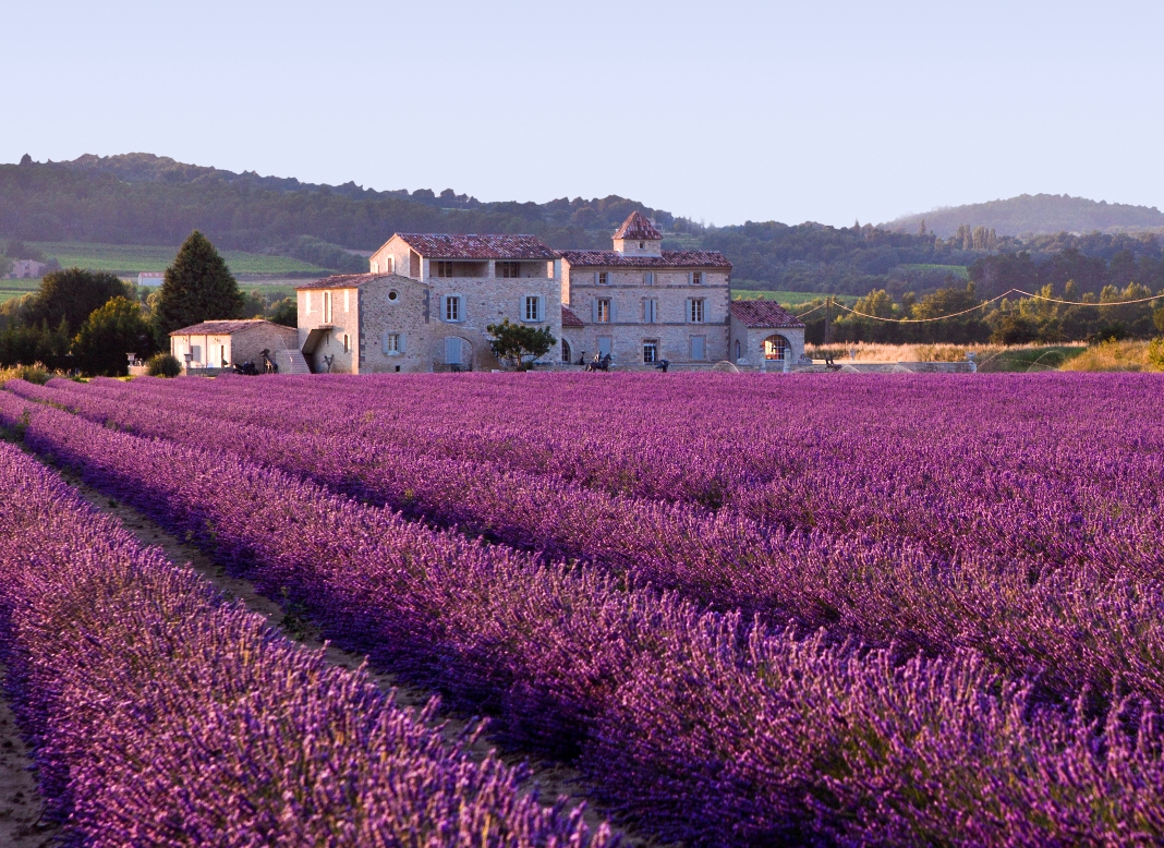 Lavenders