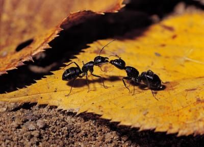 #35 The Generation Of Ants: The Lives Of Ants