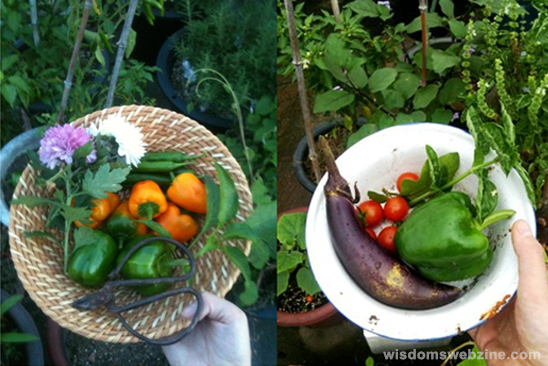 Harvest In The City